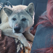 Yuki, a Blonde Akita Dog