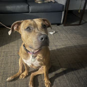Scrappy, a Brown, White American Pit Bull Terrier Dog