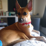 Iggy, a Tan Australian Cattle Dog Mix Dog