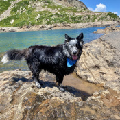 Brody, a Black, White Border Collie Dog