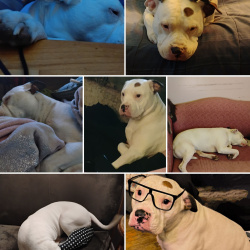 {petName}, a White American Pit Bull Terrier Dog